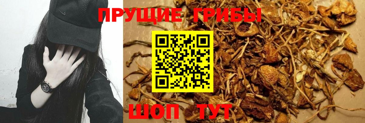 Галлюциногенные грибы Psilocybe  Вход с VPN  Мичуринск 